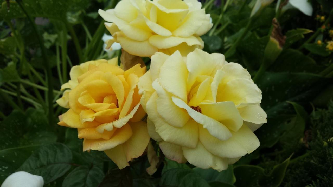 Riverwalk House B&B Oughterard Bagian luar foto